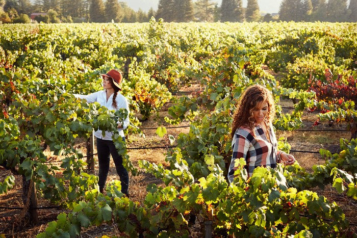 The McBride Sisters Guide to Sauvignon Blanc